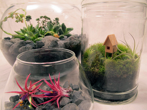 other-terrariums