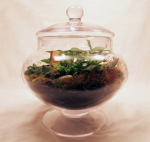 terrarium-lid