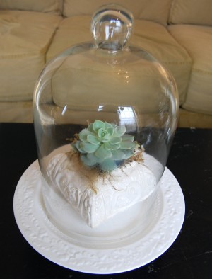 cloche cloche