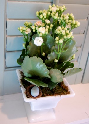potted flower