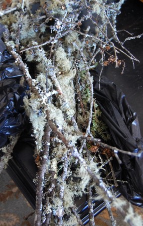 mossy sticks