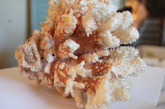 pink coral