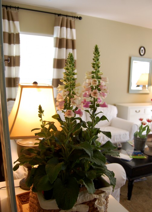 foxglove