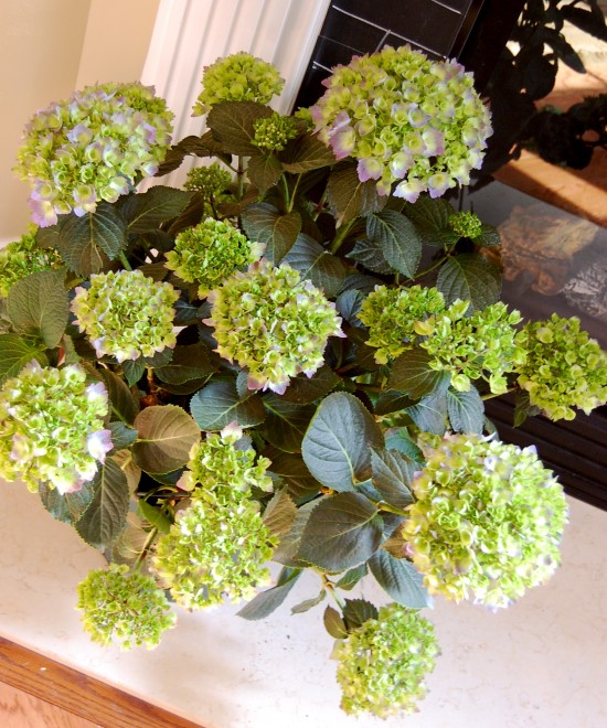 hydrangea