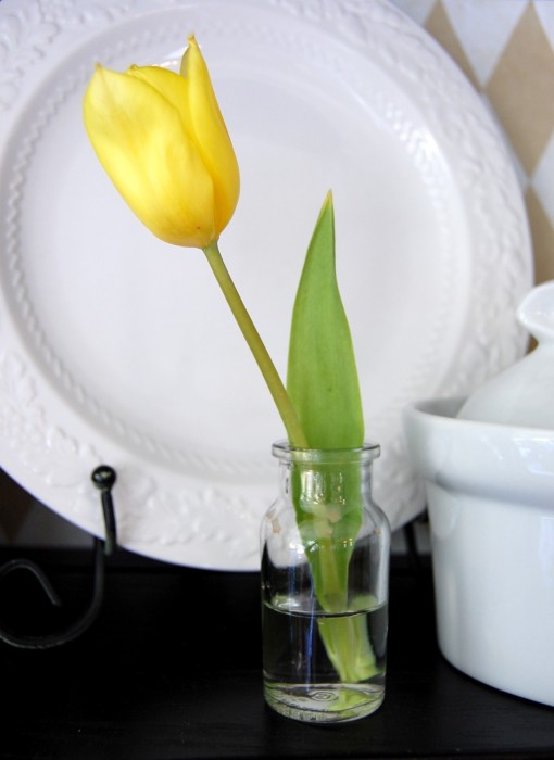 tulip