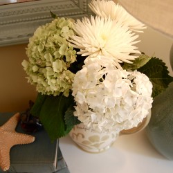 hydrangea hydrangea