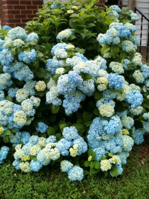 hydrangeas