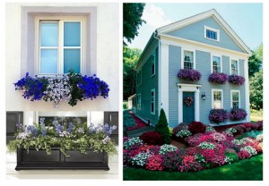 windowboxes1_thumb