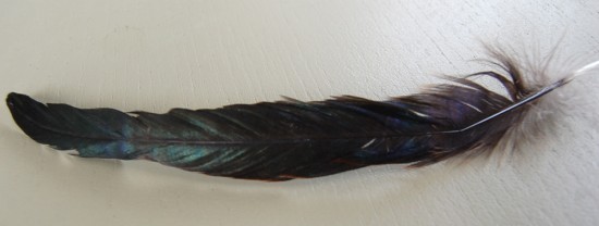feather