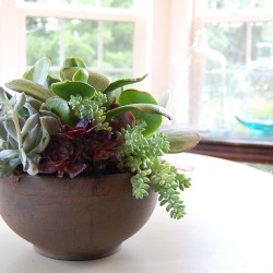 plants
