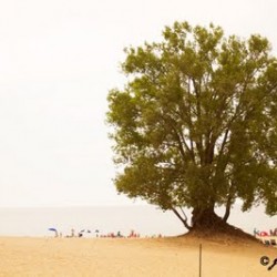 FriendshipTree_01