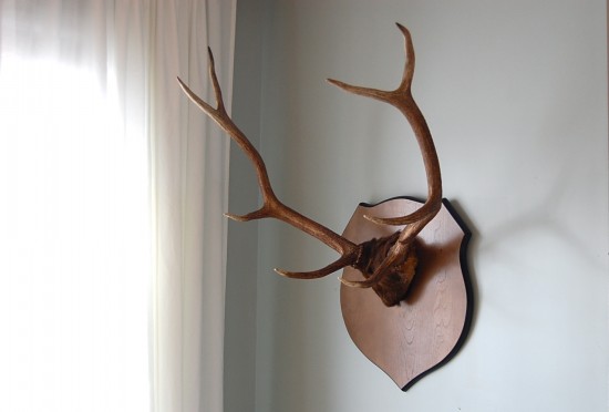 elk antlers