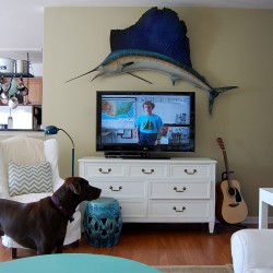 stuffed sailfish on wall