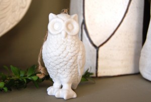 owl