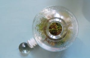 tiny terrarium