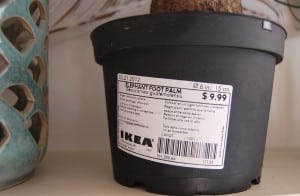 elephant foot plant