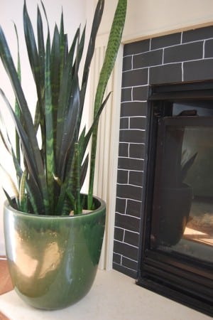 snake plant