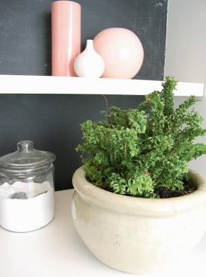 plants around the house easy houseplants