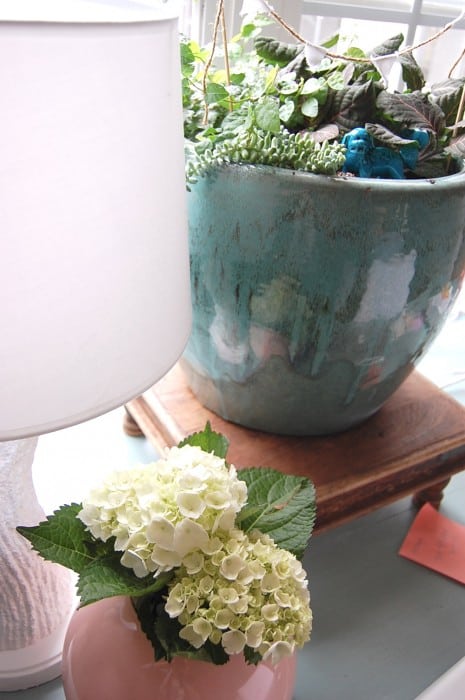 plants