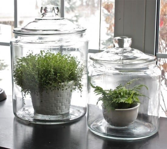 plants in a jar
