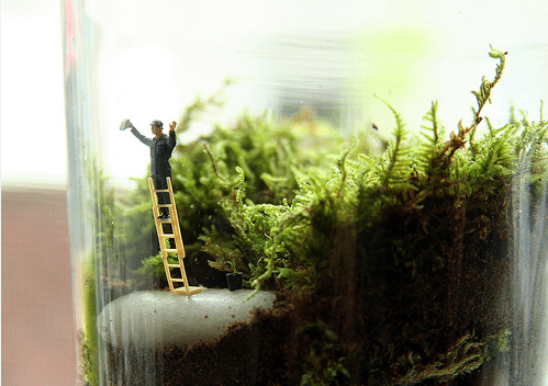man on a ladder terrarium