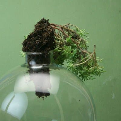 making a tiny terrarium