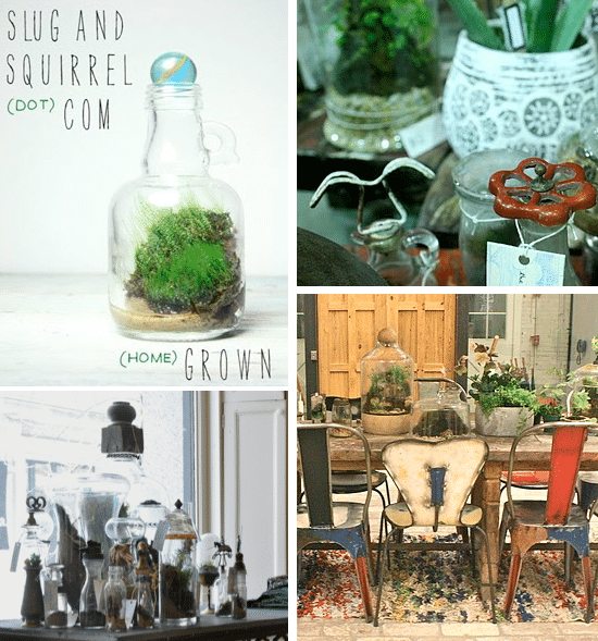 SLUG AND SQUIRREL terrariums