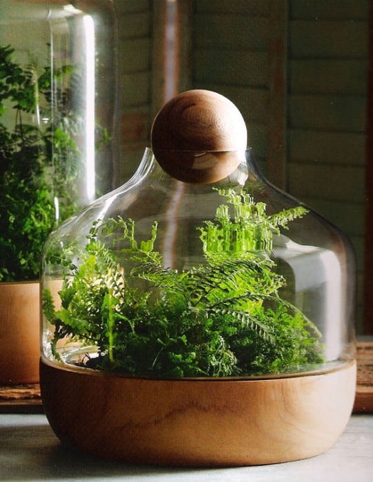 terrarium with wood stopper