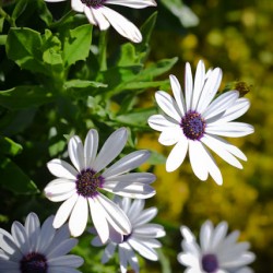 03-Lightroom+flowers+in+fall-2-3