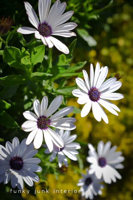 03-Lightroom+flowers+in+fall-2-3