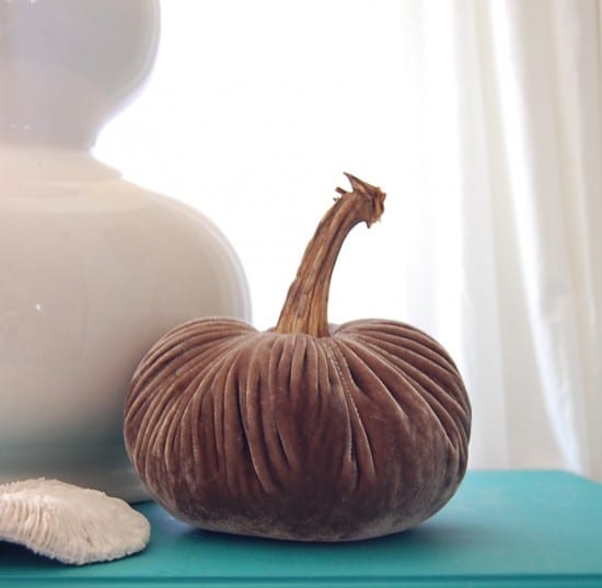velvet pumpkin