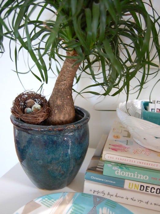 acorn nest
