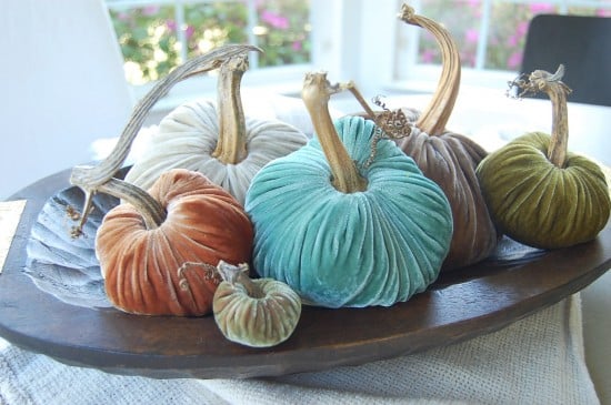 velvet pumpkins
