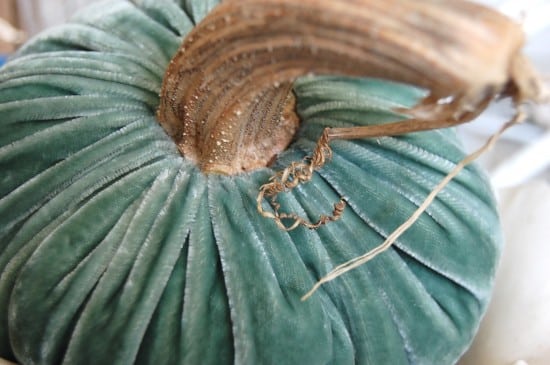 fall velvet pumpkin