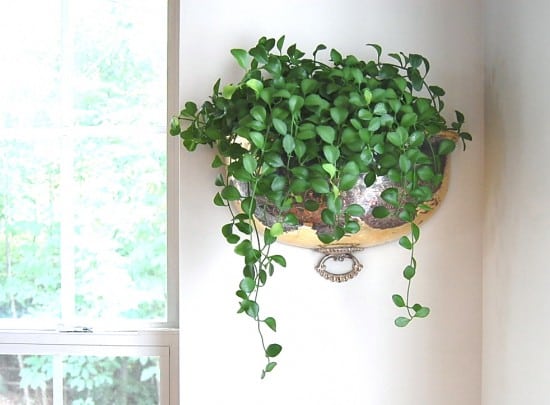 plants