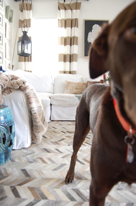 cowhide rug