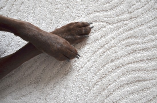 no worries carpet