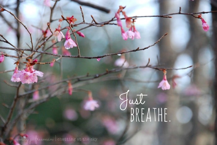 pink-tree1-700x468