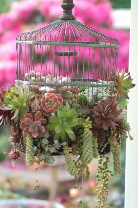 succulents