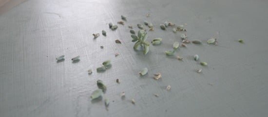 succulents