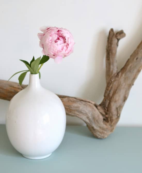 pink peony